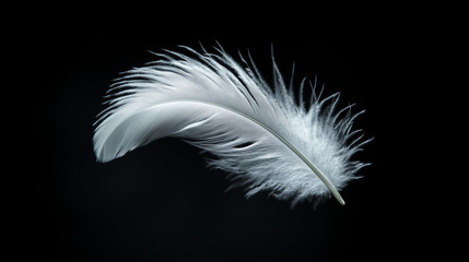 Obraz premium A single, white feather on a black background, symbolizing lightness and peace