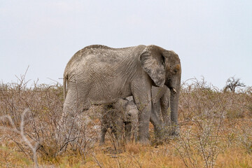 Obraz premium Elefant mit Jungtier in der Steppe von Etosha