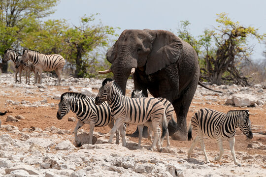 Elefant und eine Zebraherde am Wasserloch