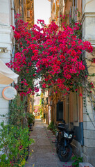 Vibrant magenta Bougainvillea flowers arch the entrance to Vondiolou Street off Kapodisttriou Street in the historic centre of Corfu Old Town, Greece. A UNESCO World Heritage Site