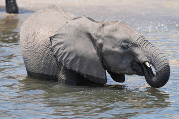 Elefant steht im Fluss und nutzt das Wasser für die Abkühlung
