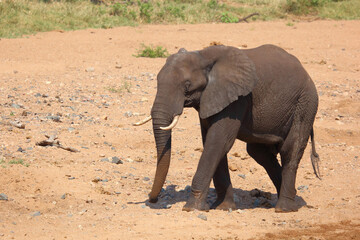 Obraz premium Afrikanischer Elefant / African elephant / Loxodonta africana