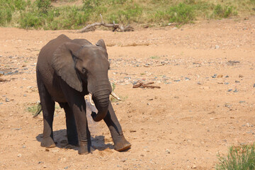 Obraz premium Afrikanischer Elefant / African elephant / Loxodonta africana