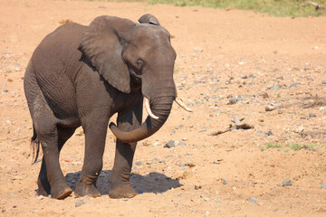 Fototapeta premium Afrikanischer Elefant / African elephant / Loxodonta africana