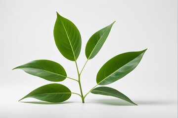 Obraz premium there is a green plant with leaves on a white surface