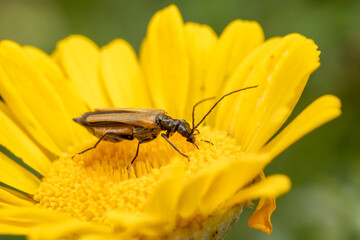 False Blister Beetle - Oedemera femorata, beautiful small beetle from European meadows and grasslands, Mikulov, Czech Republic.
