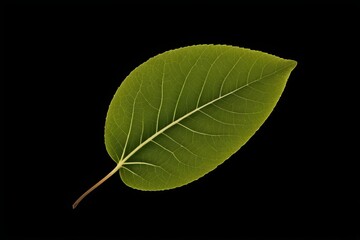 Obraz premium arafed leaf on a black background with a thin stem