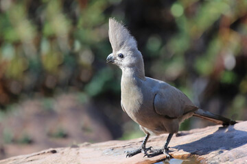 Graulärmvogel / Grey lourie or Grey go-away-bird / Corythaixoides concolor
