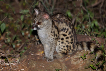 Südliche Großfleck-Ginsterkatze / South African large-spotted genet / Genetta tigrina