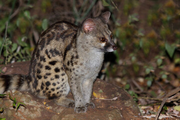 Südliche Großfleck-Ginsterkatze / South African large-spotted genet / Genetta tigrina