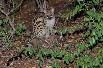 Südliche Großfleck-Ginsterkatze / South African large-spotted genet / Genetta tigrina