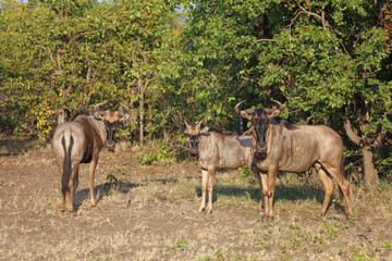 Streifengnu / Blue wildebeest / Connochaetes taurinus