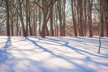 snow covered trees