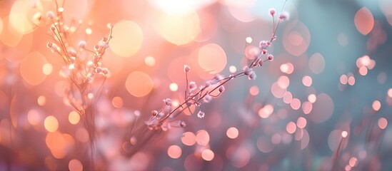 Soft Focus Blossoms, Sunrise, Bokeh, Nature