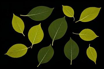 arafed image of a group of green leaves on a black background