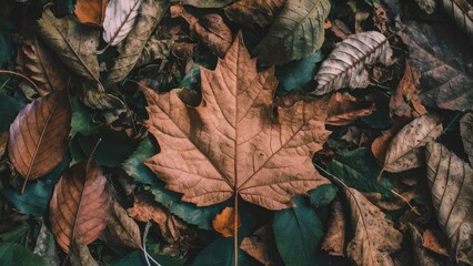 Obraz premium Detailed closeup of a brown maple leaf centered on a bed of varied dried leaves in shades of green, orange, and brown scattered across the ground.