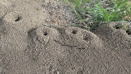 ants' nests and no animals coming out because of the cold