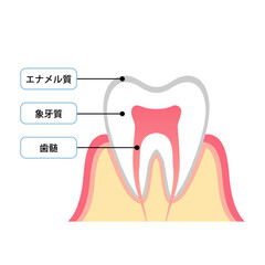 歯の断面図と構造説明のイラスト