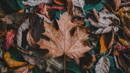 Closeup of a detailed brown leaf centered on a textured background of diverse dried leaves in shades of brown, orange, and green on the ground.