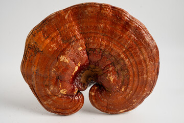 Dried lingzhi mushroom with capsule drug, alternative medicine herbal organic herb.