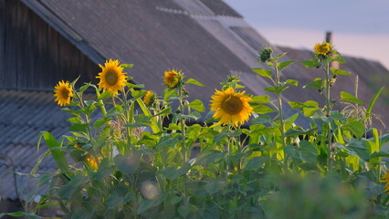 sunflowers in the field
