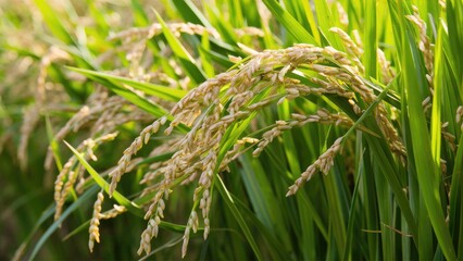 Golden rice grains ripening amidst vibrant green stalks under soft sunlight in a lush agricultural field.