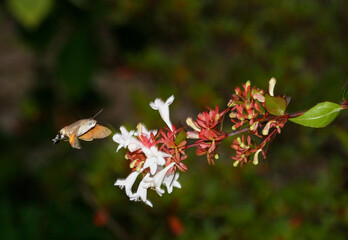 butterfly on pink flower