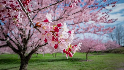 Delicate pink cherry blossoms in focus with blurred trees in background under bright blue sky and greenery highlighting springtime beauty.