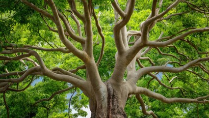 Fototapeta premium Vibrant Wrightia religiosa tree with intricate branching structure highlighted against lush green foliage and serene blue sky backdrop.