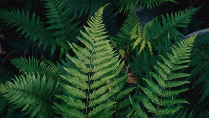 Fototapeta premium Lush green ferns arranged artistically on a dark background showcasing detailed leaf textures and varying shades of green for natural ambiance