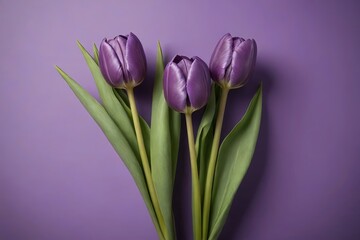 Fototapeta premium purple tulips on a purple background with a purple background