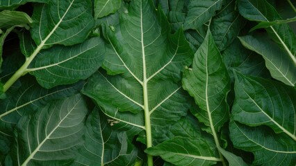 Lush green cassava leaves arranged closely together, showcasing vibrant green hues and intricate vein patterns, ideal for culinary use as vegetables.