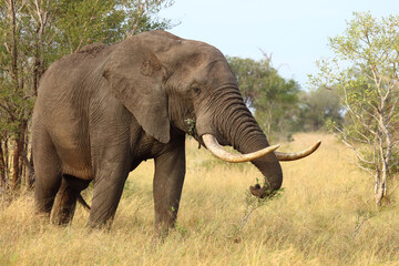 Fototapeta premium Afrikanischer Elefant / African elephant / Loxodonta africana..