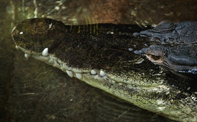 Close-up of a crocodile's head in water