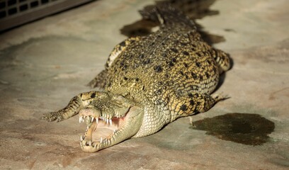 Crocodile with Open Mouth on Concrete Surface