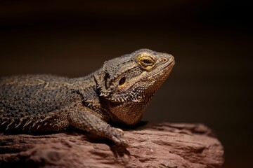 Bearded Dragon Lizard Close-Up
