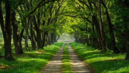 Naklejka premium Lush green tree-lined path with dappled sunlight filtering through leaves softening focus on a dirt road and vibrant grass enhancing tranquility