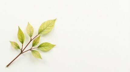 Fototapeta premium A Delicate Sprig of Pale Green Leaves on a Pristine White Background, Ideal for Minimalist Designs and Natural-Themed Projects