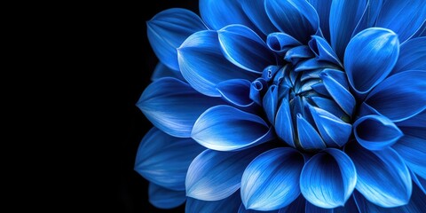 Blue flower macro shot with intricate petal details against a black background, showcasing vibrant shades of blue and elegant curvature of petals.