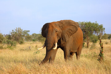 Afrikanischer Elefant / African elephant / Loxodonta africana..
