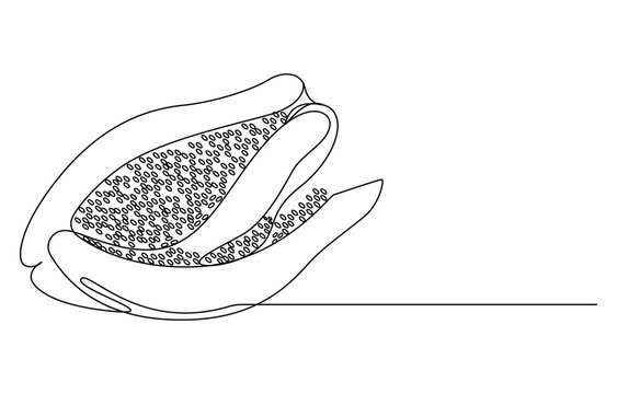 recommend clip art: Continuous single one line drawing of fresh papaya exotic tropical fruit, Continuous one line drawing of sliced healthy organic papaya for orchard logo identity