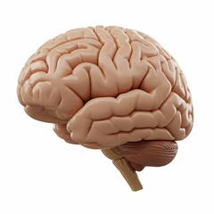 3D Human Brain Model on White Background