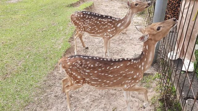 Spotted Deer in the Courtyard of the Bupati Office, Padang Pariaman