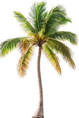 Fototapeta premium Tall coconut palm tree with green leaves isolated on transparent background.