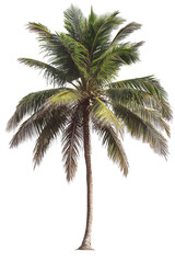 Tall coconut palm tree with green leaves isolated on transparent background.