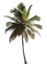 Obraz premium Tall coconut palm tree with green leaves isolated on transparent background.