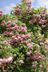 Obraz premium Relaxing cottage garden scene showing beautiful english climbing roses in summer sunshine. 