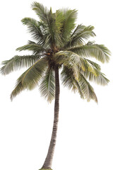 Fototapeta premium Tall coconut palm tree with green leaves isolated on transparent background.