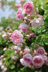 Relaxing cottage garden scene showing beautiful english climbing roses in summer sunshine.	