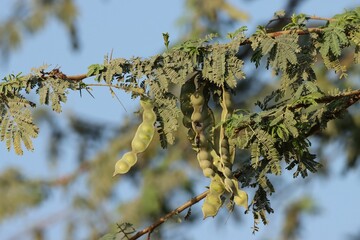 Tree branch with green pods and leaves.
